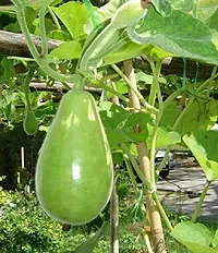 Bottlegourd / Dhudhi / lauki Desi Vegetable Seeds Pack Of 15-thumb1