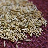 Super Napier Grass Seeds For Garden Pack Of 500-thumb1