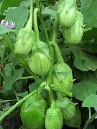 Green Round Brinjal Vegetable Seeds Pack Of 50-thumb1