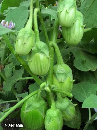 Green Round Brinjal Vegetable Seeds Pack Of 50-thumb2