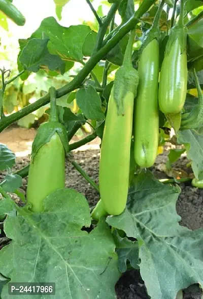 Green Long Brinjal Vegetable Seeds Pack of 50