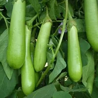 Green Long Brinjal Vegetable Seeds Pack of 50-thumb2