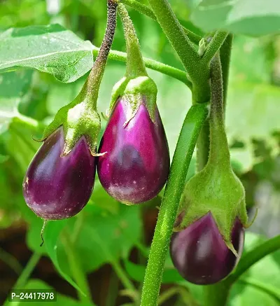 Desi Brinjal (Gulabi) Vegetable Seeds Pack Of 50-thumb0