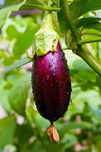 Desi Brinjal (Gulabi) Vegetable Seeds Pack Of 50-thumb1