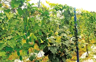 Kantola (Spine Gourd) Desi Vegetable Seeds Pack Of 50-thumb2