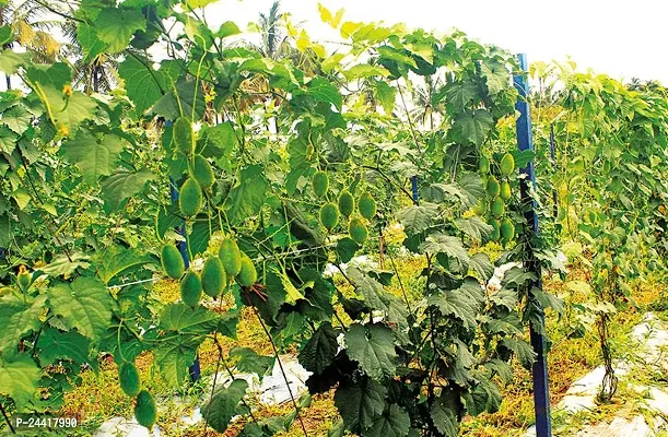 Kantola (Spine Gourd) Desi Vegetable Seeds Pack Of 50-thumb3