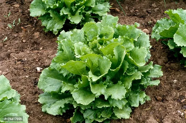 Lettuce Iceberg Exotic Vegetable Seeds Pack Of 100