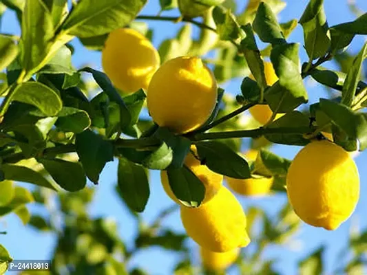 Lemon Citrus Fruit Seeds Pack Of 20