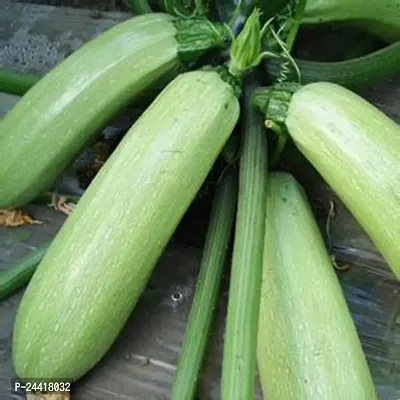 Light Zucchini Vegetable Seeds Pack Of 10