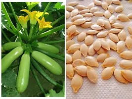 Light Zucchini Vegetable Seeds Pack Of 10-thumb1