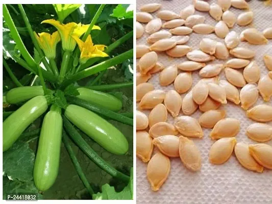 Light Zucchini Vegetable Seeds Pack Of 10-thumb2