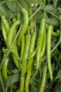 Big Green Pepper Chilli Vegetable Seeds Pack Of 50-thumb1