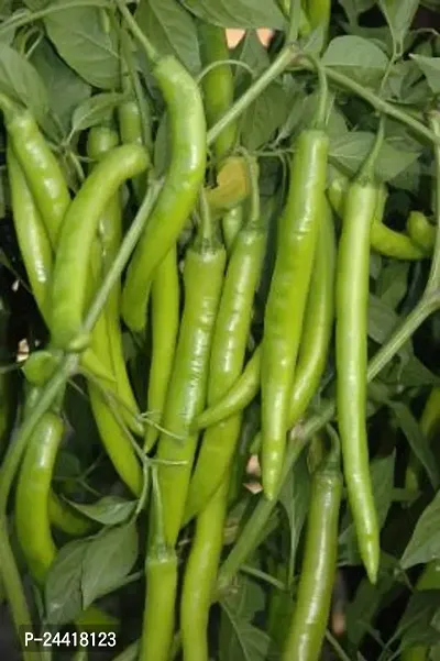 Big Green Pepper Chilli Vegetable Seeds Pack Of 50-thumb2