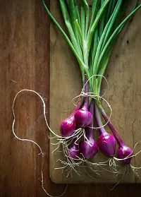 Onion Red Vegetable Desi Vegetable Seeds Pack Of 500-thumb1