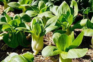 Bok Choy Exotic Vegetable Seeds Pack Of 100-thumb1