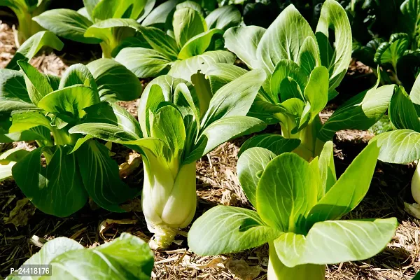 Bok Choy Exotic Vegetable Seeds Pack Of 100-thumb2