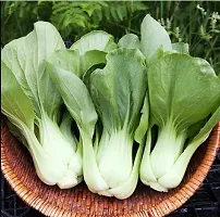 Pak Choi Vegetable Seeds Pack Of 100-thumb1