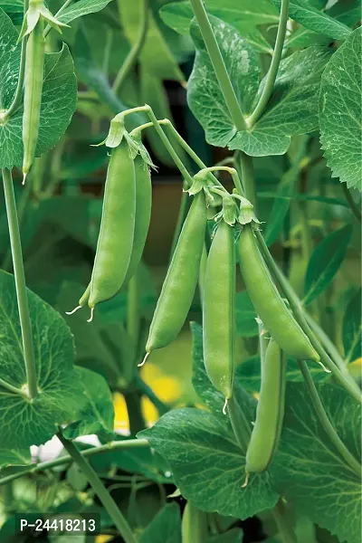 Green Peas Vegetable Seeds Pack of 30-thumb0