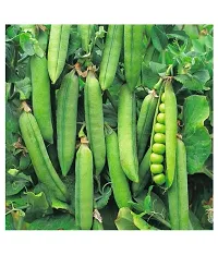 Green Peas Vegetable Seeds Pack of 30-thumb1