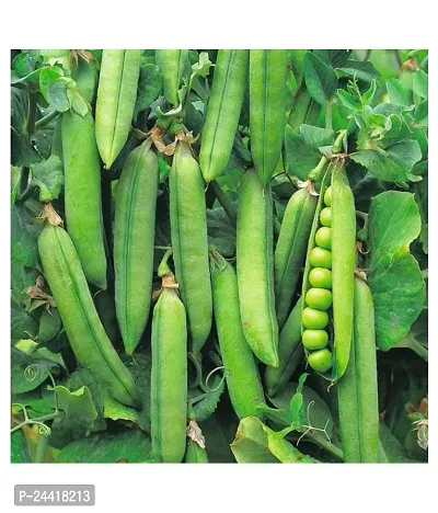 Green Peas Vegetable Seeds Pack of 30-thumb2