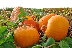 Pumpkin Giant Russian Big Fruit Seeds Pack Of 10-thumb1