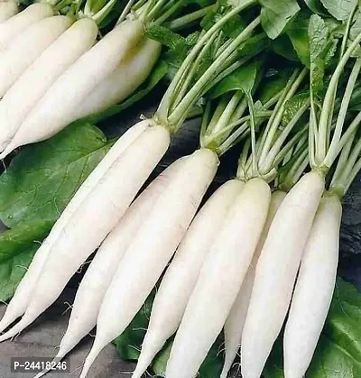 White Long Radish Vegetable Seeds Pack Of 500-thumb0