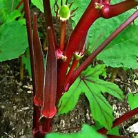 Red Bhindi / ladyFinger / Okra Desi Vegetable Seeds Pack Of 15-thumb1