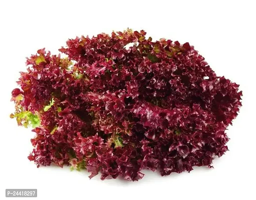 Lettuce Lo lo Rosso Red Vegetable Seeds Pack Of 50