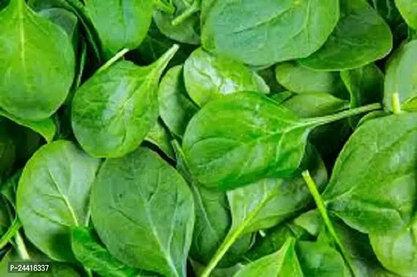 Spinach Green (Palak) Desi Vegetable Seeds Pack Of 200-thumb2