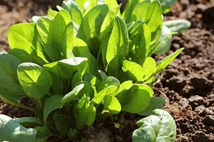 Spinach Green (Palak) Desi Vegetable Seeds Pack Of 200-thumb2