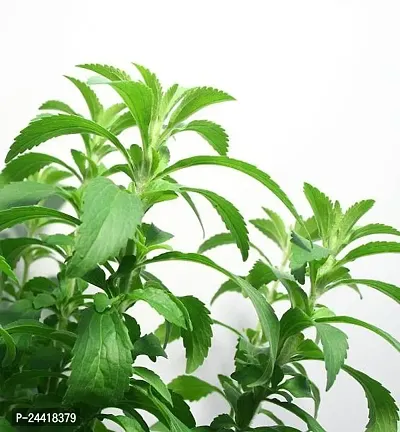 Stevia Natural Sugarfree Plant / Tree Seeds Pack Of 50