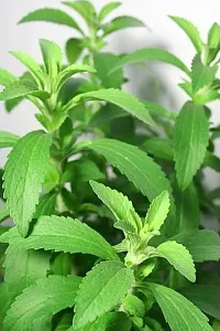 Stevia Natural Sugarfree Plant / Tree Seeds Pack Of 50-thumb1