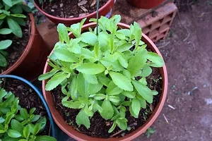 Stevia Natural Sugarfree Plant / Tree Seeds Pack Of 50-thumb2