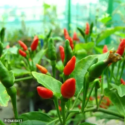 Ornamental Chilli / Surajmukhi Chilli mirchi Seeds Pack Of 50-thumb2