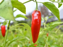 Ornamental Chilli / Surajmukhi Chilli mirchi Seeds Pack Of 50-thumb2