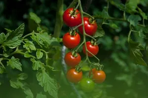 Tomato Desi Vegetable Seeds Pack Of 100-thumb2