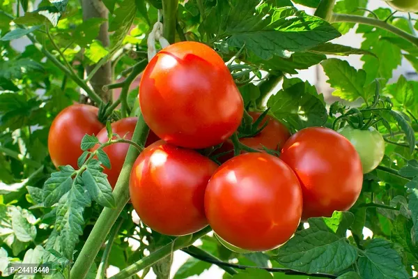 Tomato Vegetable Seeds Pack of 250-thumb0