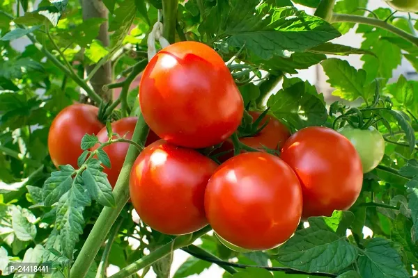 Tomato Hybrid Vegetable Seeds Pack Of 50-thumb0