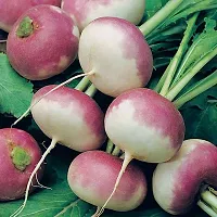 Turnip Purple Top Vegetable Seeds Pack Of 50-thumb1