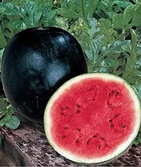 Watermelon Black F1 Hybris Fruit Seeds Pack Of 10-thumb2