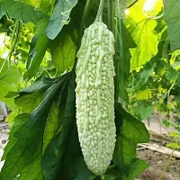 White Bittergourd (Karela) Vegetable Seeds Pack Of 15-thumb1