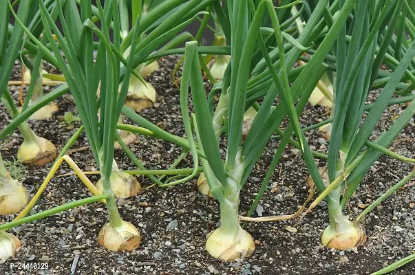 White Onion Vegetable Seeds Pack Of 500-thumb3