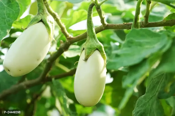 White Round Brinjal Vegetable Seeds Pack Of 50-thumb0