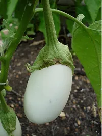 White Round Brinjal Vegetable Seeds Pack Of 50-thumb1