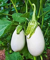 White Round Brinjal Vegetable Seeds Pack Of 50-thumb2