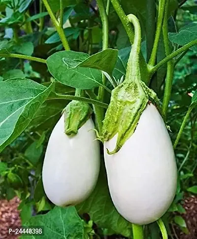 White Round Brinjal Vegetable Seeds Pack Of 50-thumb3