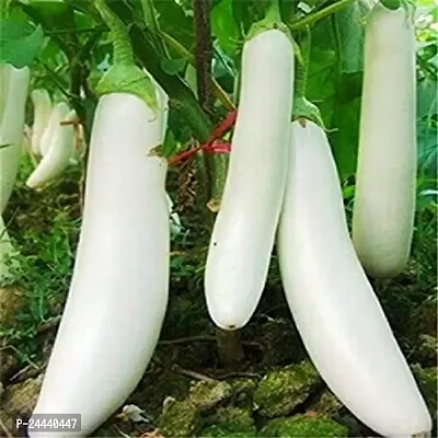 White Long Brinjal Seeds Pack OF 50-thumb0