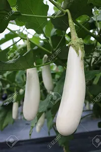 White Long Brinjal Seeds Pack OF 50-thumb1