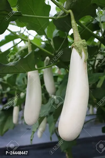 White Long Brinjal Seeds Pack OF 50-thumb2