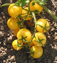 Yellow Cherry Tomato Vegetable Seeds Pack Of 50-thumb2